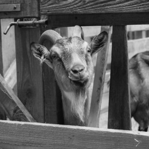Chèvre? by NataFranceAuvergne-6